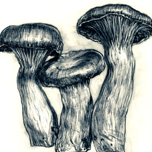 【ｽﾏﾎ壁紙画像附ｷ.】[ - Pleurotus eryngii - ] ﾌﾞﾗﾝｹｯﾄ．