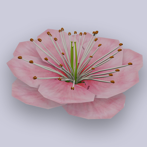 Plumb flower - Low Poly