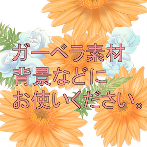 ガーベラ（素材）