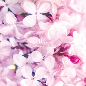 【CD】Syringa vulgaris -Lilac-