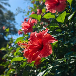❁夏の花∣スマホPC壁紙12枚セット