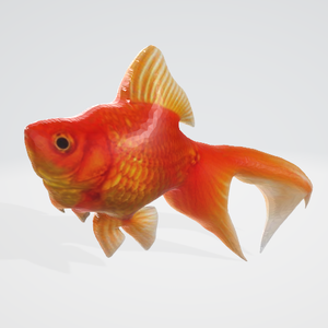 金魚