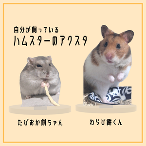 【無料】自分が飼っているハムスターのアクスタ　(VRC想定3Dモデル)