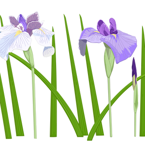 白と紫のハナショウブ