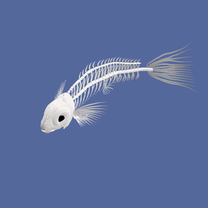 【VRoid】正式版 動物の骨 第二弾 魚 VRM