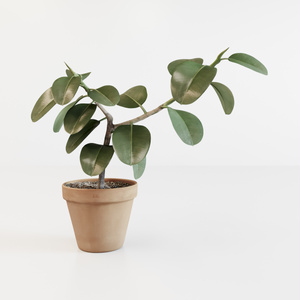フィカス（インドゴムノキ）【観葉植物3Dモデル】