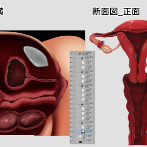 クリスタ・Photshop用　断面図素材＋肉壁ブラシ