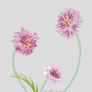 花。矢車草