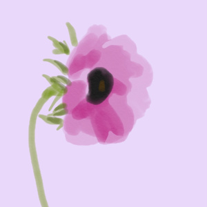 花。ポピー