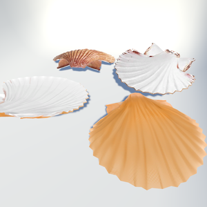 Shell