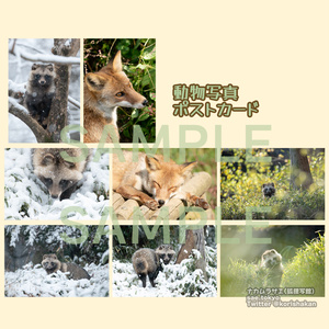 動物写真ポストカード（2022年12月）