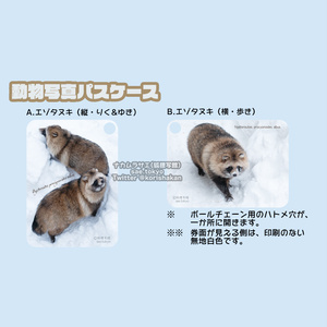 動物写真パスケース（円山動物園のエゾタヌキ）