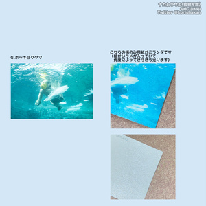 円山動物園の動物写真ポストカード（2023年3月）