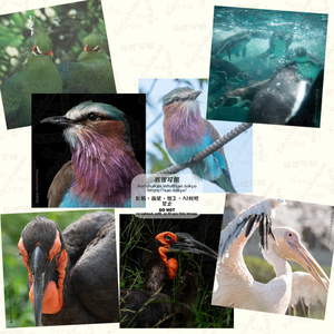 鳥のめがねふき（2022年10月）
