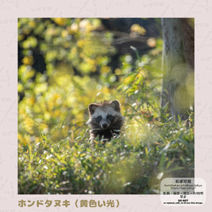 ホンドタヌキのめがねふき