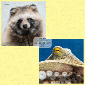 動物写真めがねふき（タヌキ＆マダコ）