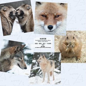 動物写真めがねふき（2025年3月）