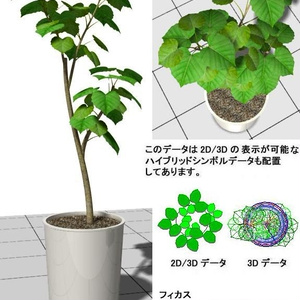 VW ﾌｨｶｽ ｳﾝﾍﾞﾗｰﾀ 鉢植 v10～v12.5 / vw2014