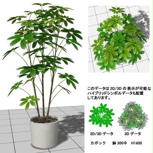 VW 観葉 ｶﾎﾟｯｸ 鉢植 v10～ｖ12.5/ vw2014