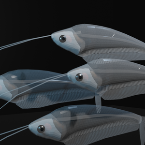 無料版あり トランスルーセントグラスキャットフィッシュ(Kryptopterus bicirrhis)　3Dモデル