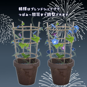 SummerSet！（スイカと朝顔） 缩略图 3