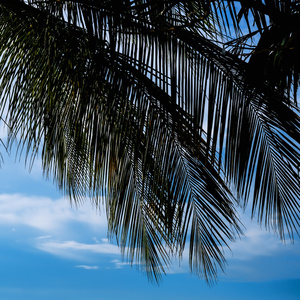 “Tropical” Date/20260523