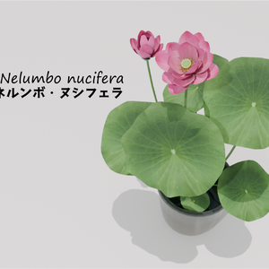 水生植物/ ハス -Nelumbo nucifera-
