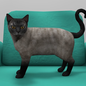 Burmese Cat Rigged