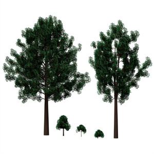 樹木＆低木 / Trees & Shrubs