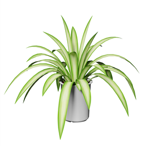 観葉植物 / Houseplant