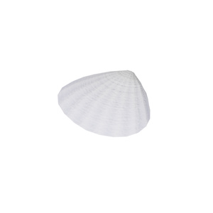 貝殻 / Shells 缩略图 16