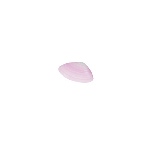 貝殻 / Shells 缩略图 12