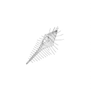 貝殻 / Shells 缩略图 21
