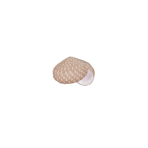 貝殻 / Shells 缩略图 10