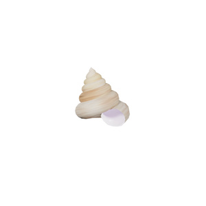貝殻 / Shells 缩略图 8