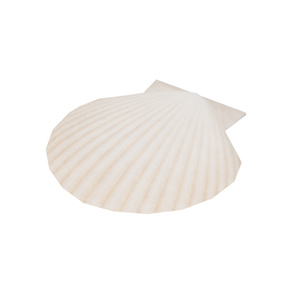 貝殻 / Shells 缩略图 6