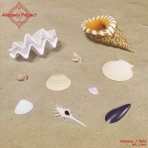 貝殻 / Shells
