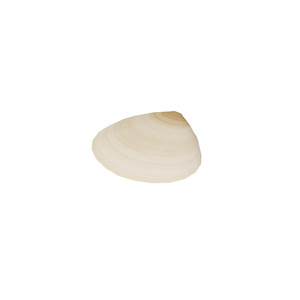貝殻 / Shells 缩略图 14