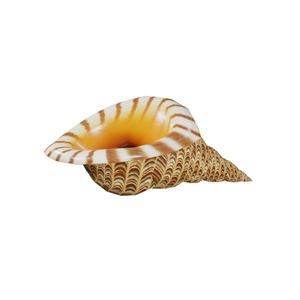 貝殻 / Shells 缩略图 2