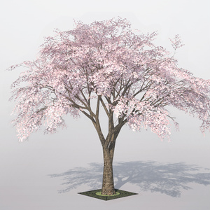 3D モデルデータ  sakura02