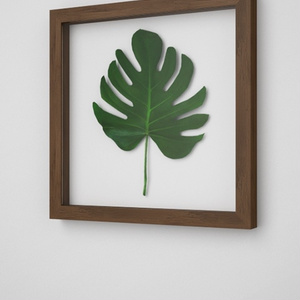 3D モデルデータ　picture_frame_monstera_free