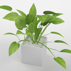 3D モデルデータ　 planter_pothos_lime01