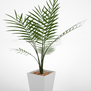 3D モデルデータ  　 planter_parlor_palm01