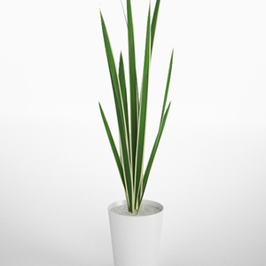 3D モデルデータ　planter_variegata01
