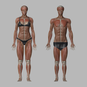 【カラー版】【男女セット】解剖モデル ペア｜女性673＋男性939パーツ écorché（A-pose・3言語ラベル付き）/ blend・glb・fbx・obj