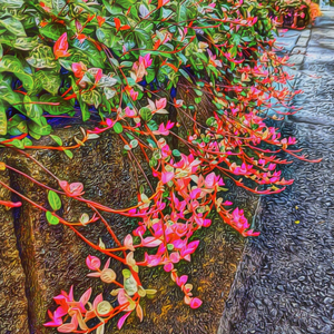 フリー素材: a-164 黄金の華 朱鷺茜 小判の木 Breynia nivosa