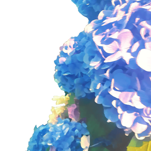 紫陽花