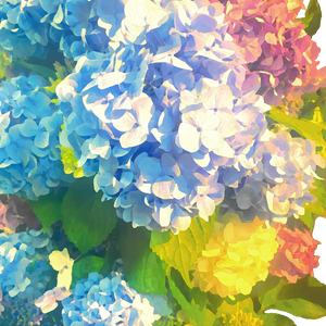 紫陽花2