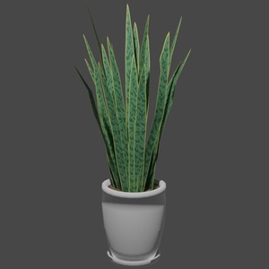 観葉植物