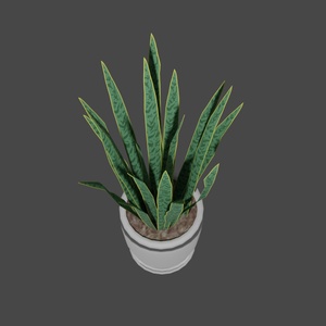 観葉植物 缩略图 2